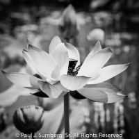 Blue Lotus