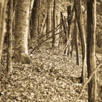 Fence line