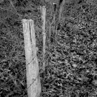 Posts