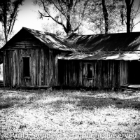 Ole Suwannee Ranch 5