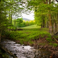 Spring Creek