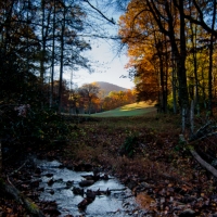 Through the trees