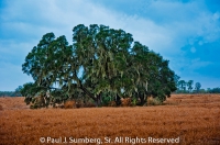 Boyette Road Oak