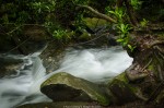 Rhododendron, Rocks and Running Water