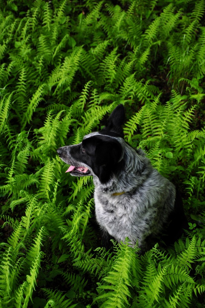 Leader Faithful companion